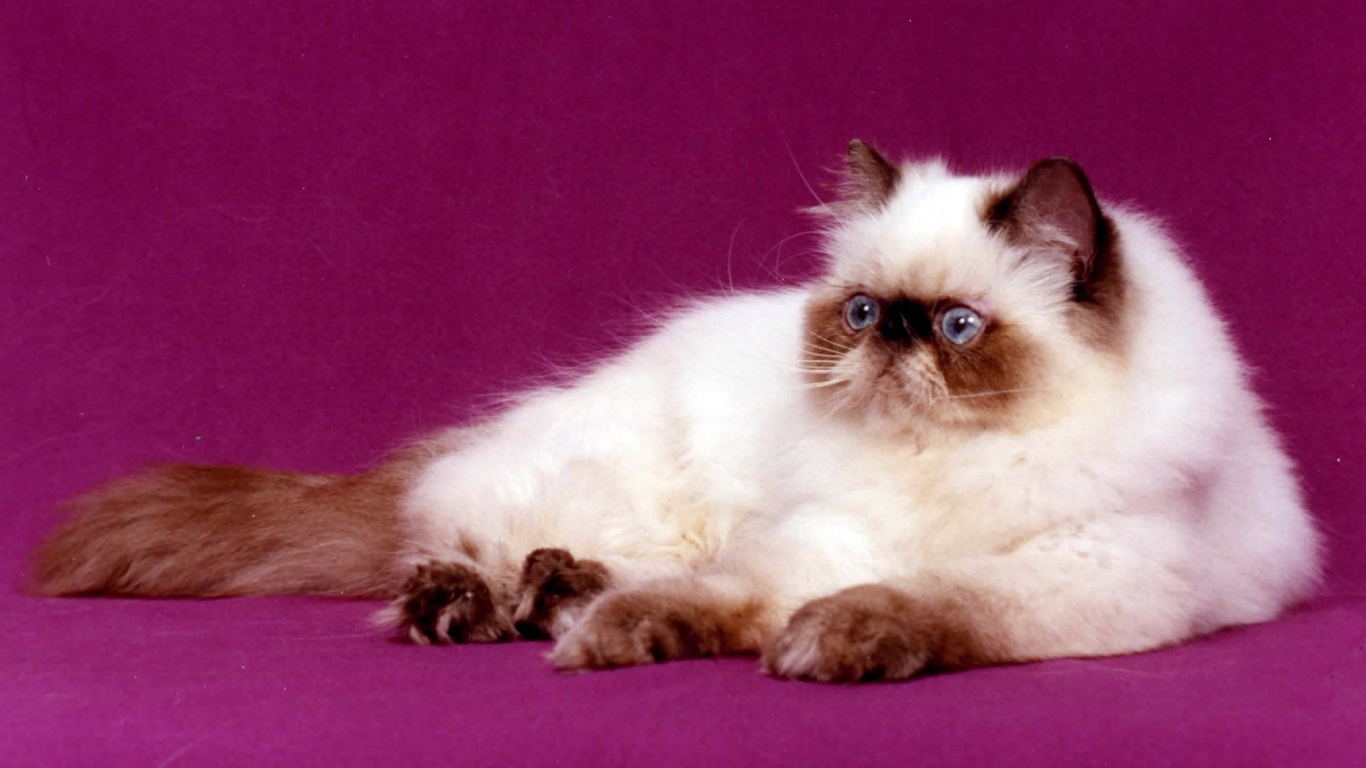 Persian Cat for 1366 x 768 HDTV resolution