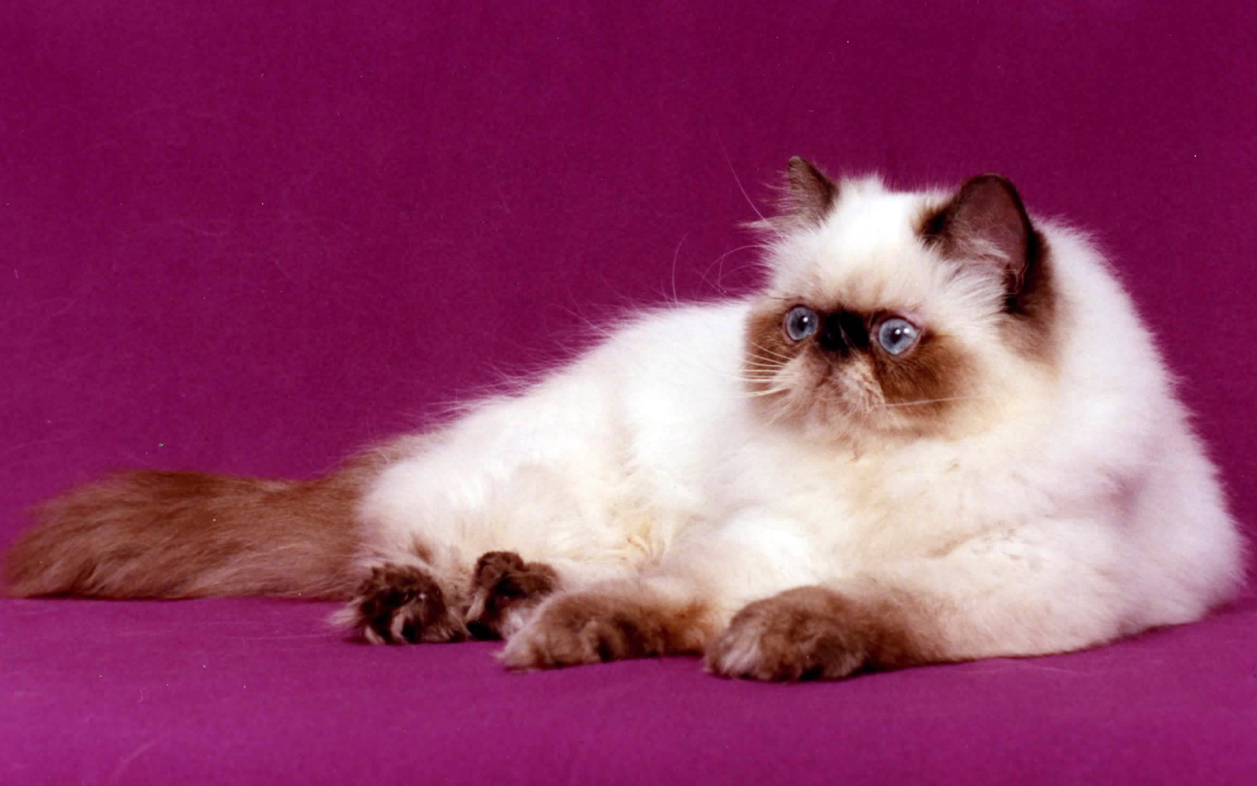 Persian Cat for 2560 x 1600 widescreen resolution