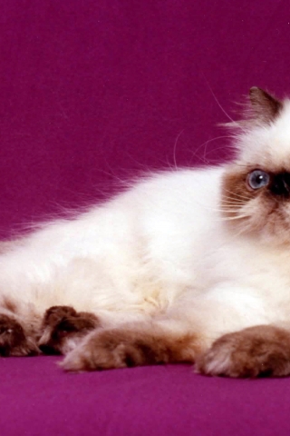 Persian Cat for 320 x 480 iPhone resolution