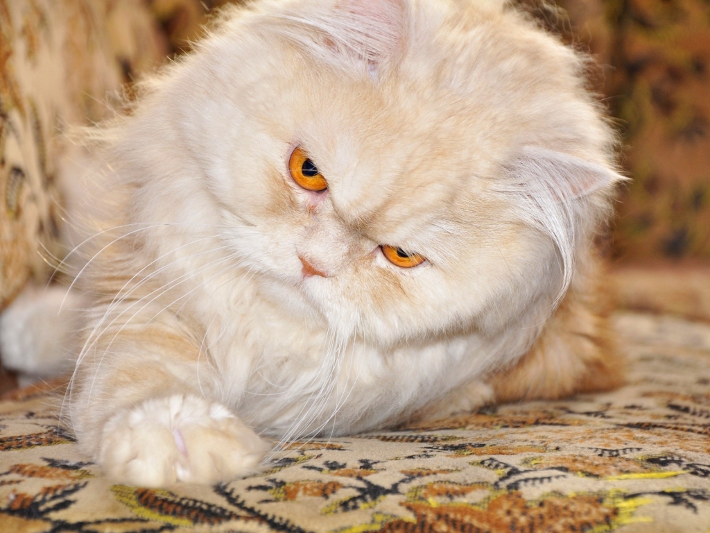 Persian Cat with Red Eyes for 1024 x 768 resolution