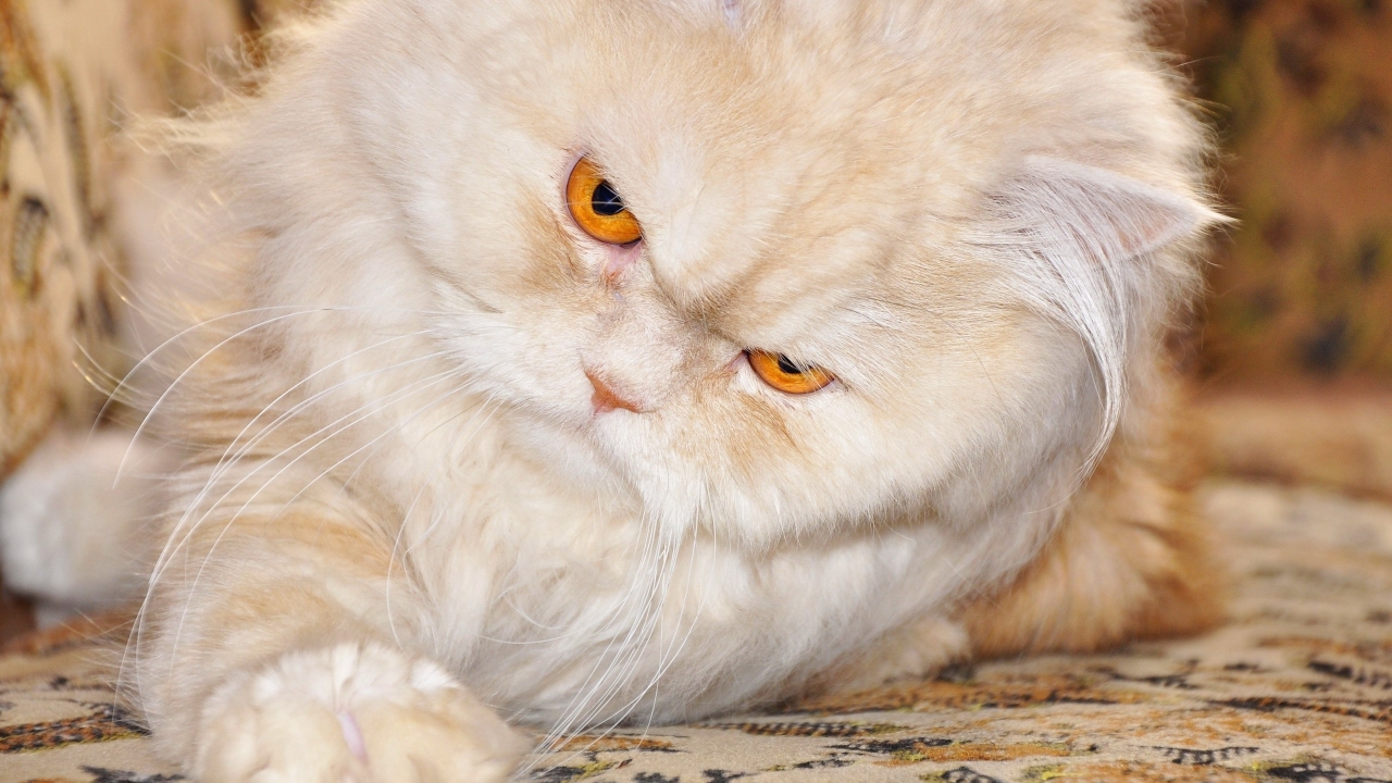 Persian Cat with Red Eyes for 1280 x 720 HDTV 720p resolution