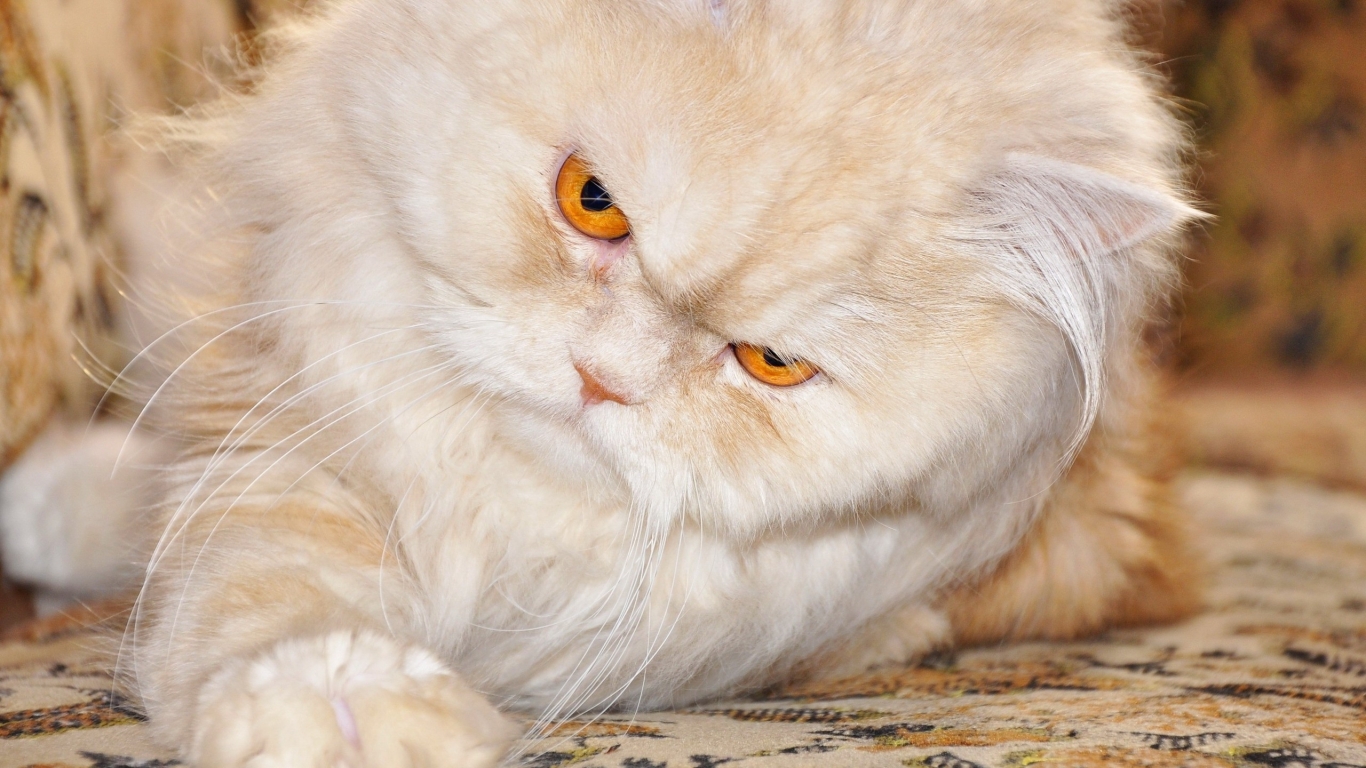 Persian Cat with Red Eyes for 1366 x 768 HDTV resolution