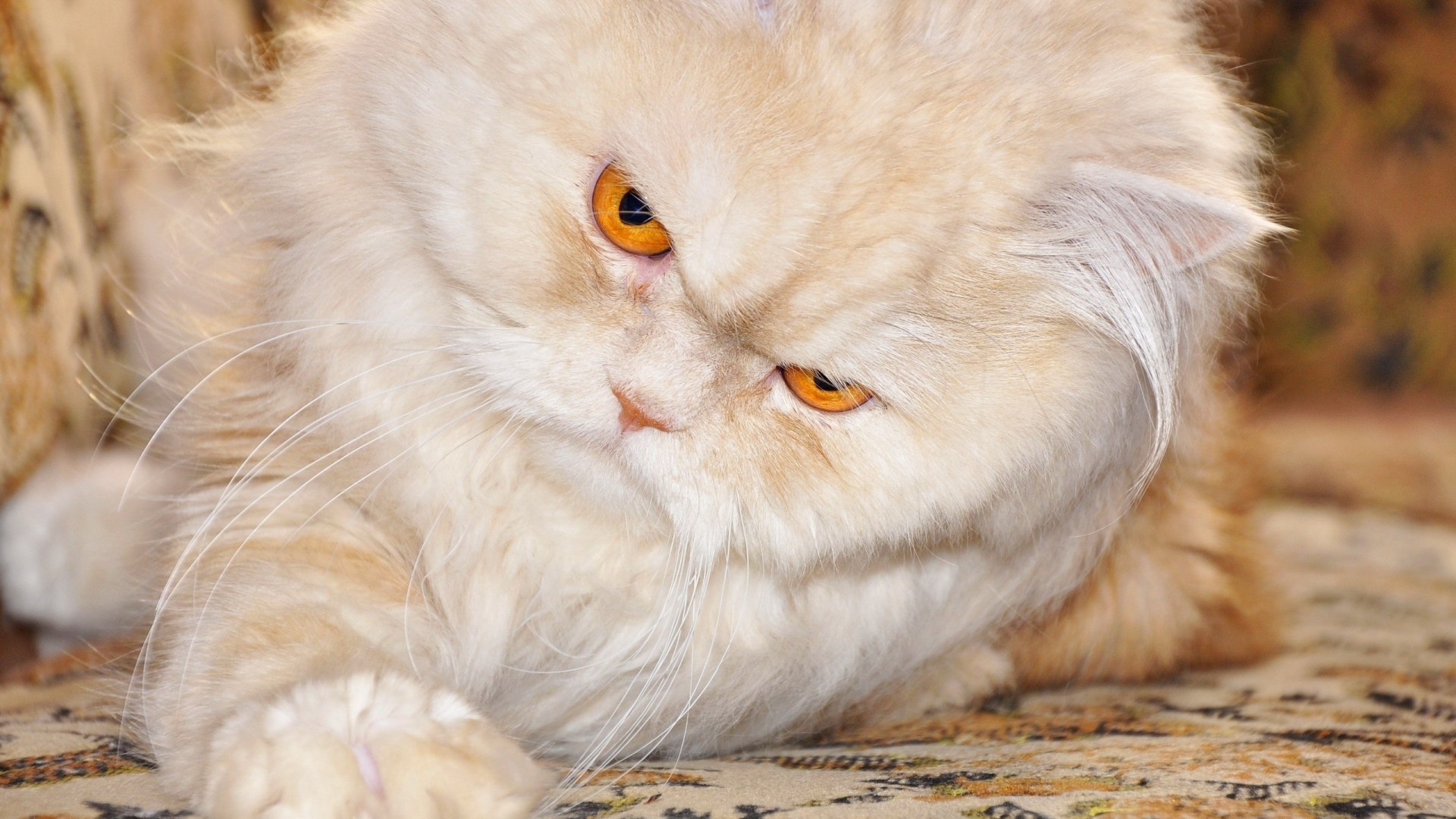 Persian Cat with Red Eyes for 1920 x 1080 HDTV 1080p resolution