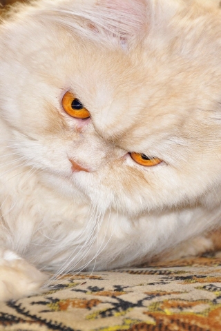 Persian Cat with Red Eyes for 320 x 480 iPhone resolution