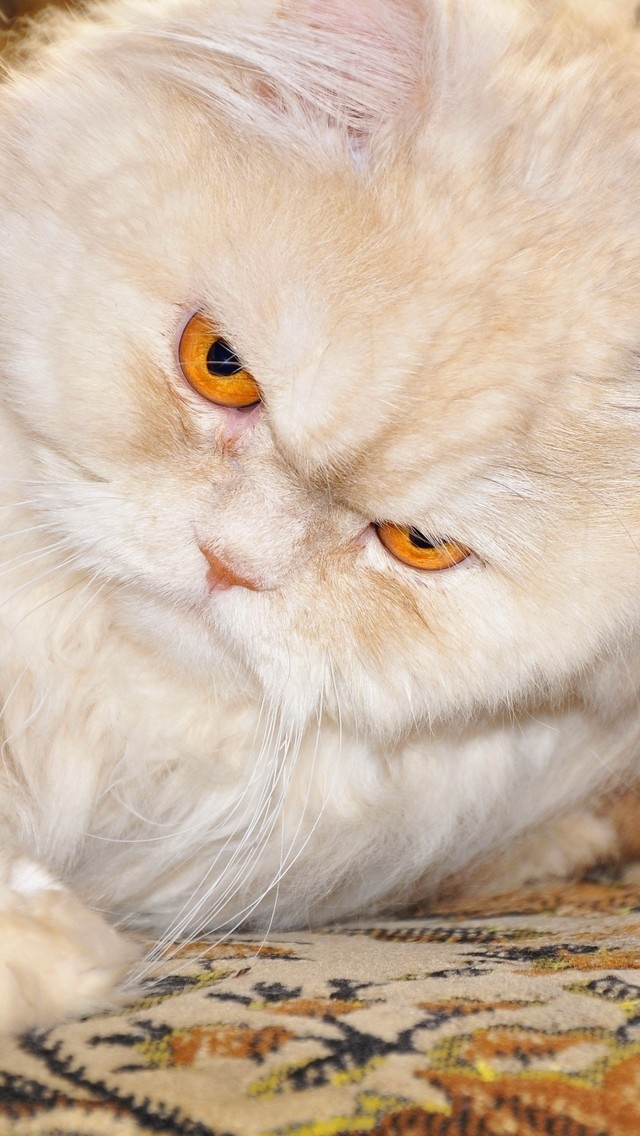 Persian Cat with Red Eyes for 640 x 1136 iPhone 5 resolution