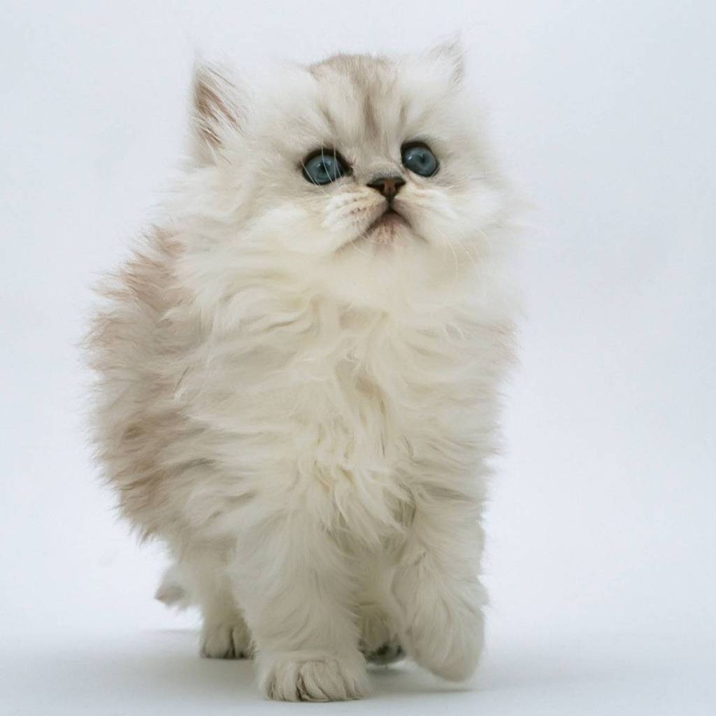 Persian Kitten for 1024 x 1024 iPad resolution
