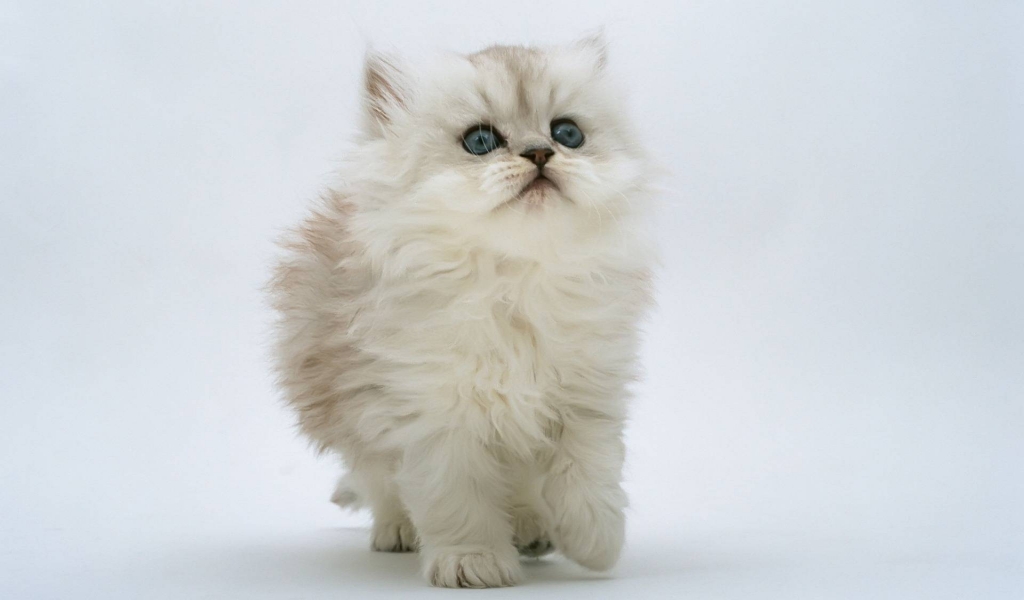 Persian Kitten for 1024 x 600 widescreen resolution