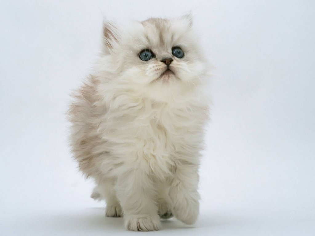 Persian Kitten for 1024 x 768 resolution