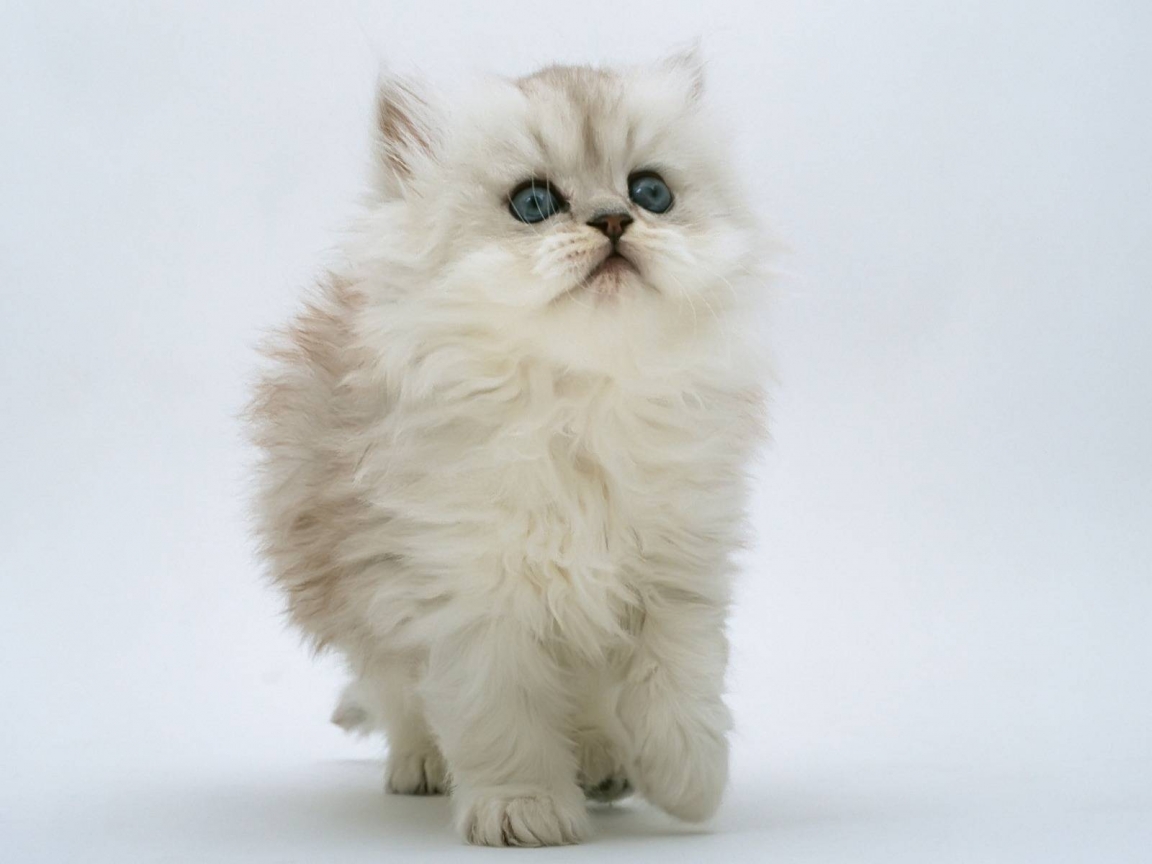Persian Kitten for 1152 x 864 resolution