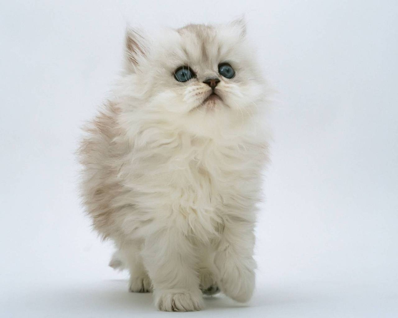 Persian Kitten for 1280 x 1024 resolution