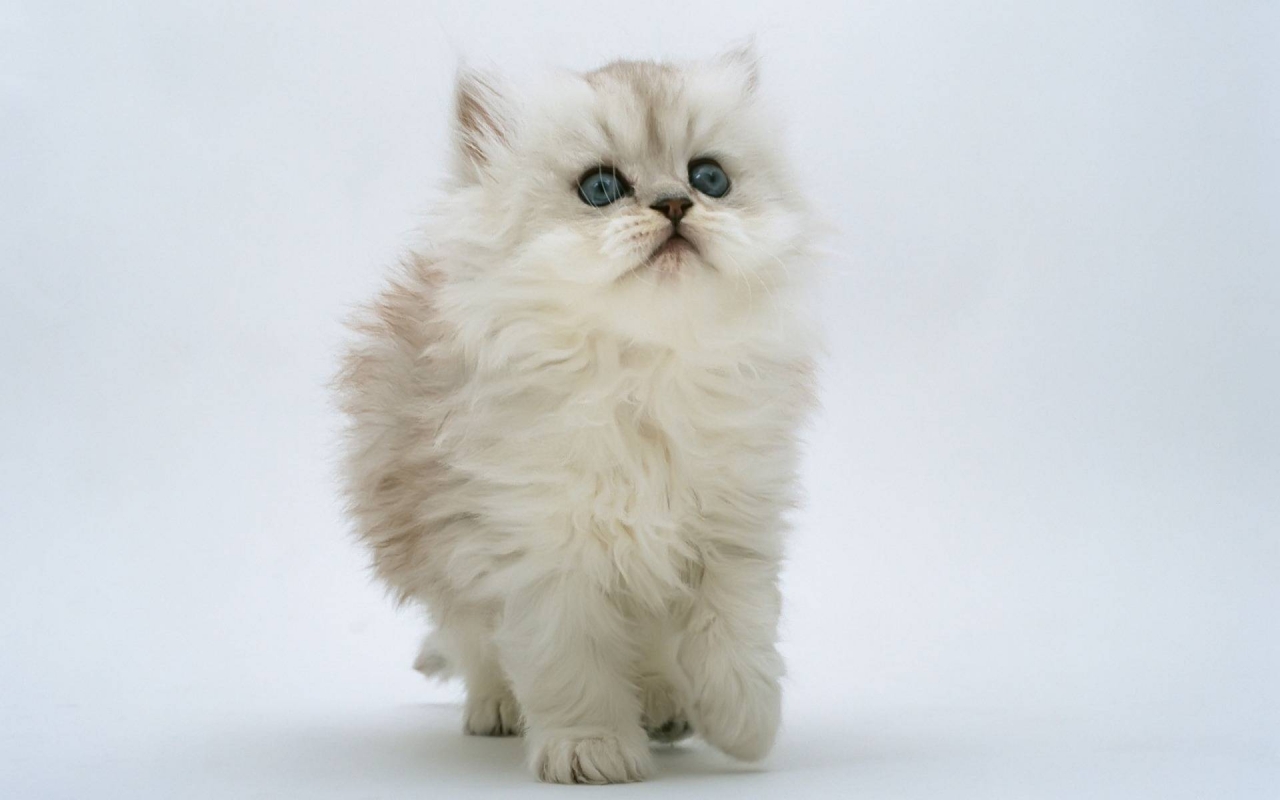 Persian Kitten for 1280 x 800 widescreen resolution
