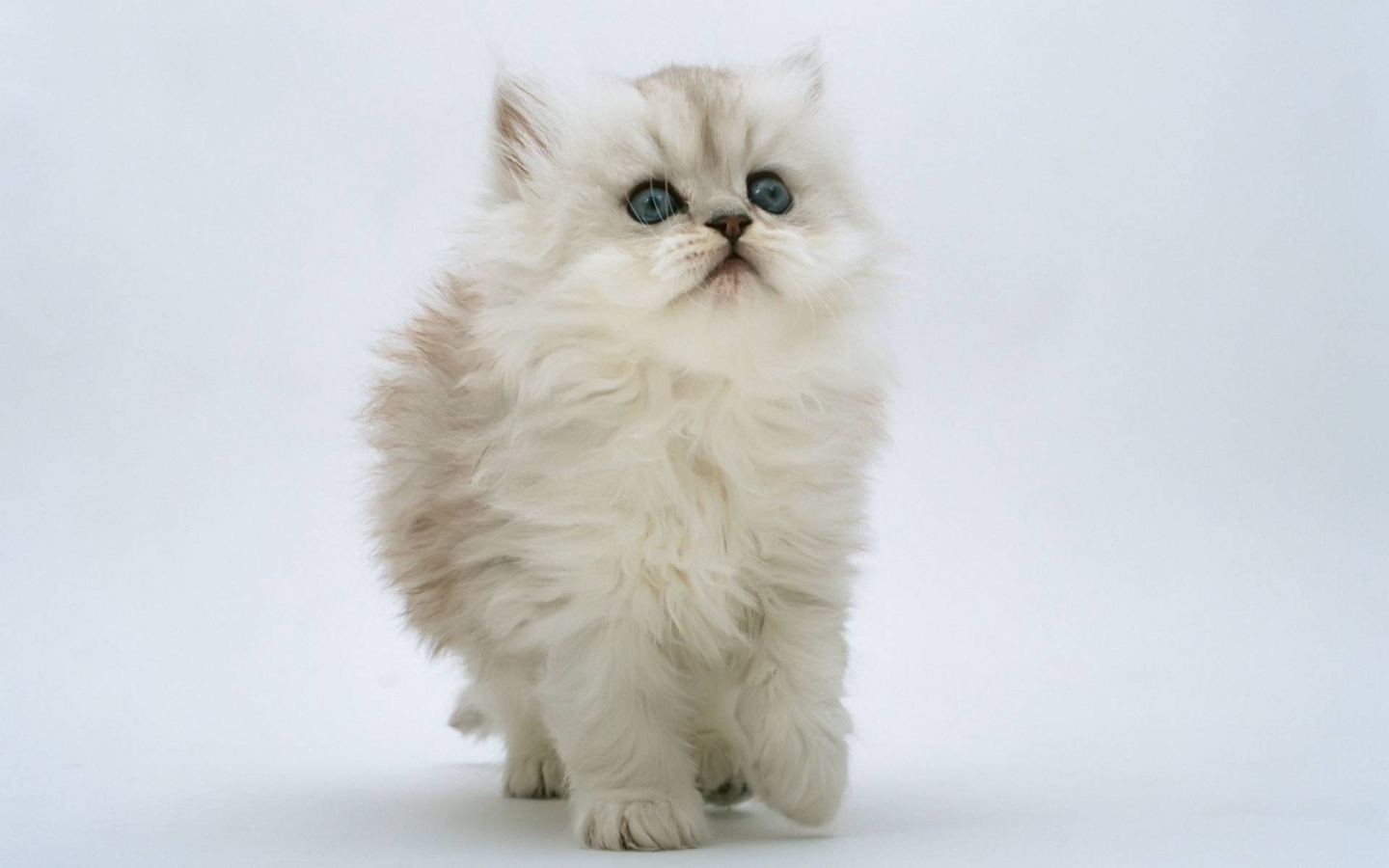 Persian Kitten for 1440 x 900 widescreen resolution