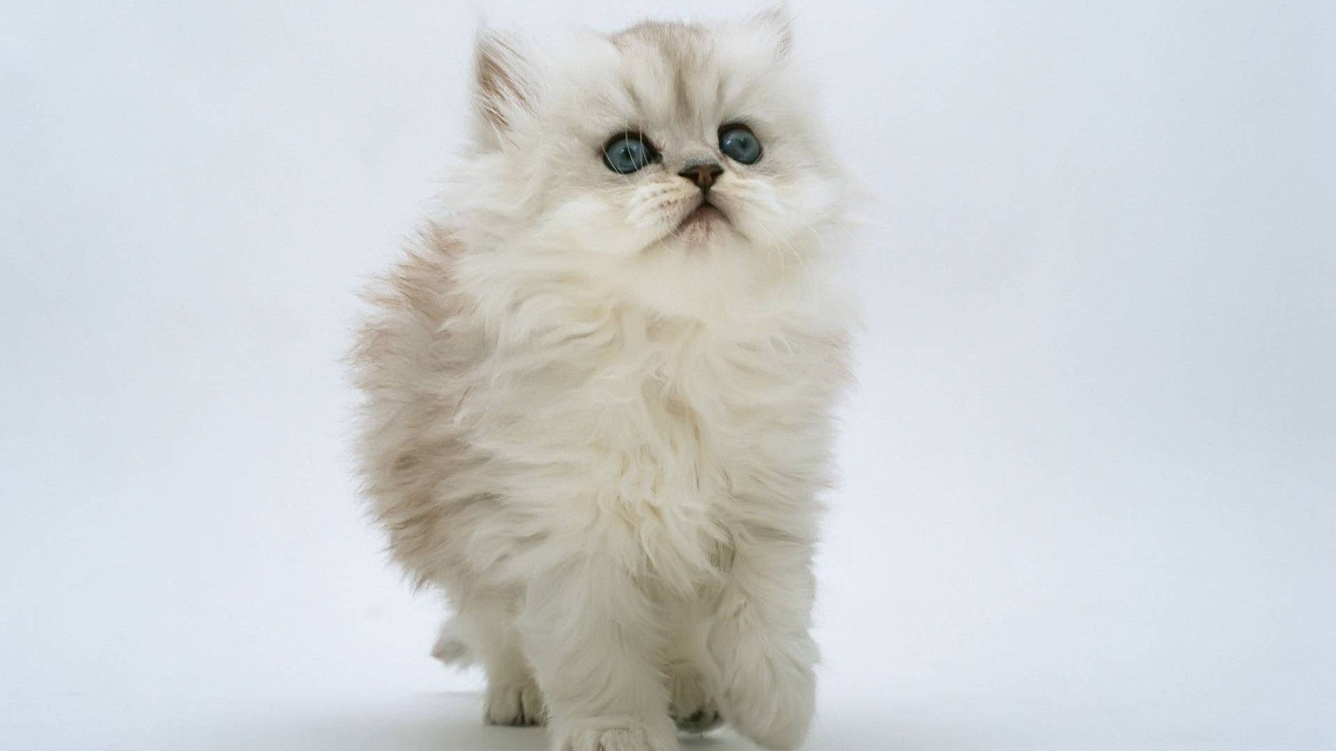 Persian Kitten for 1920 x 1080 HDTV 1080p resolution