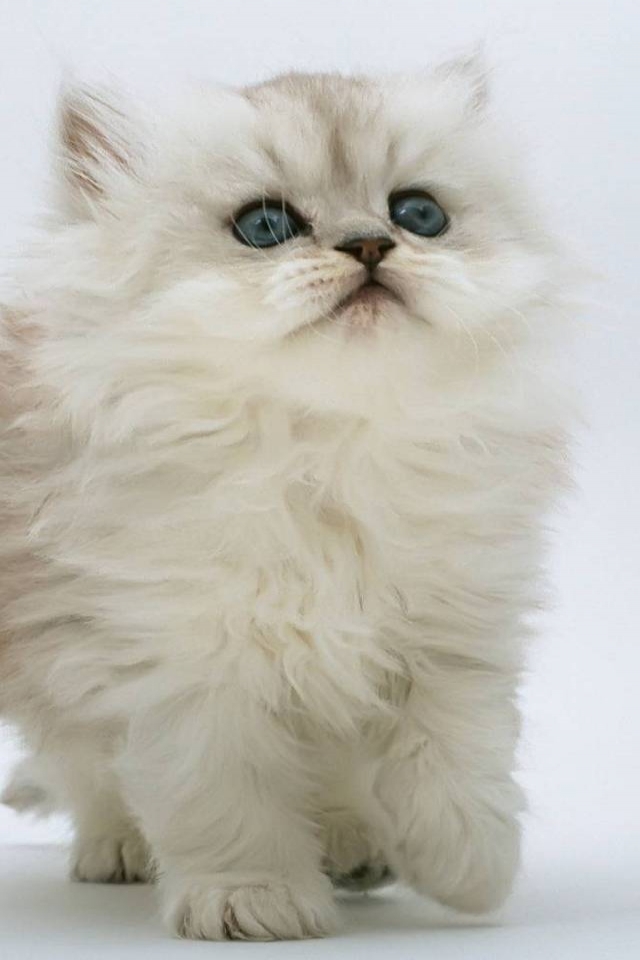 Persian Kitten for 640 x 960 iPhone 4 resolution