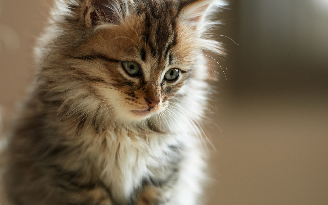 Persian Little Cat for 1280 x 800 widescreen resolution
