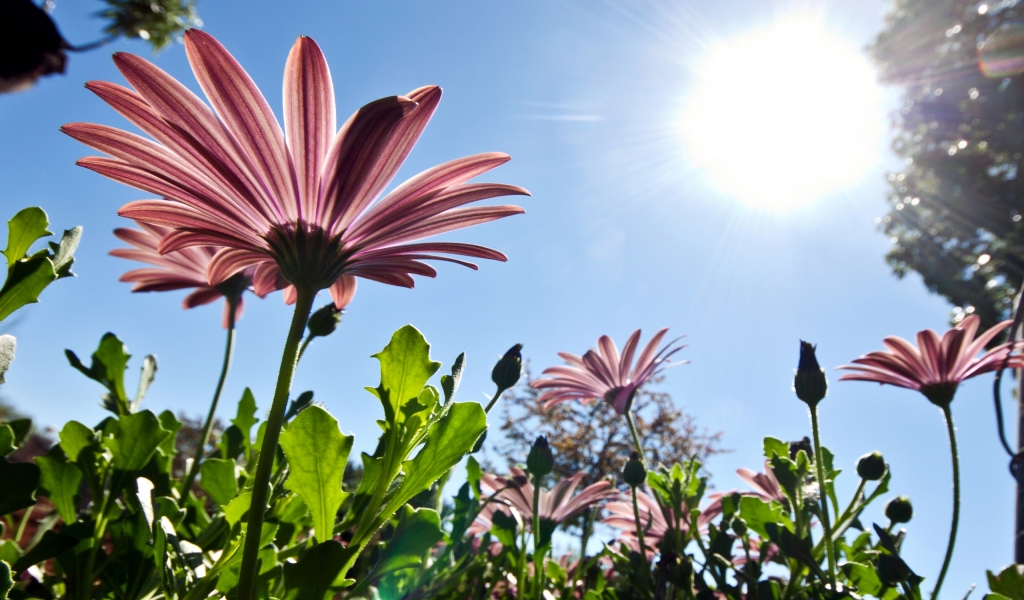 Photosynthesis for 1024 x 600 widescreen resolution