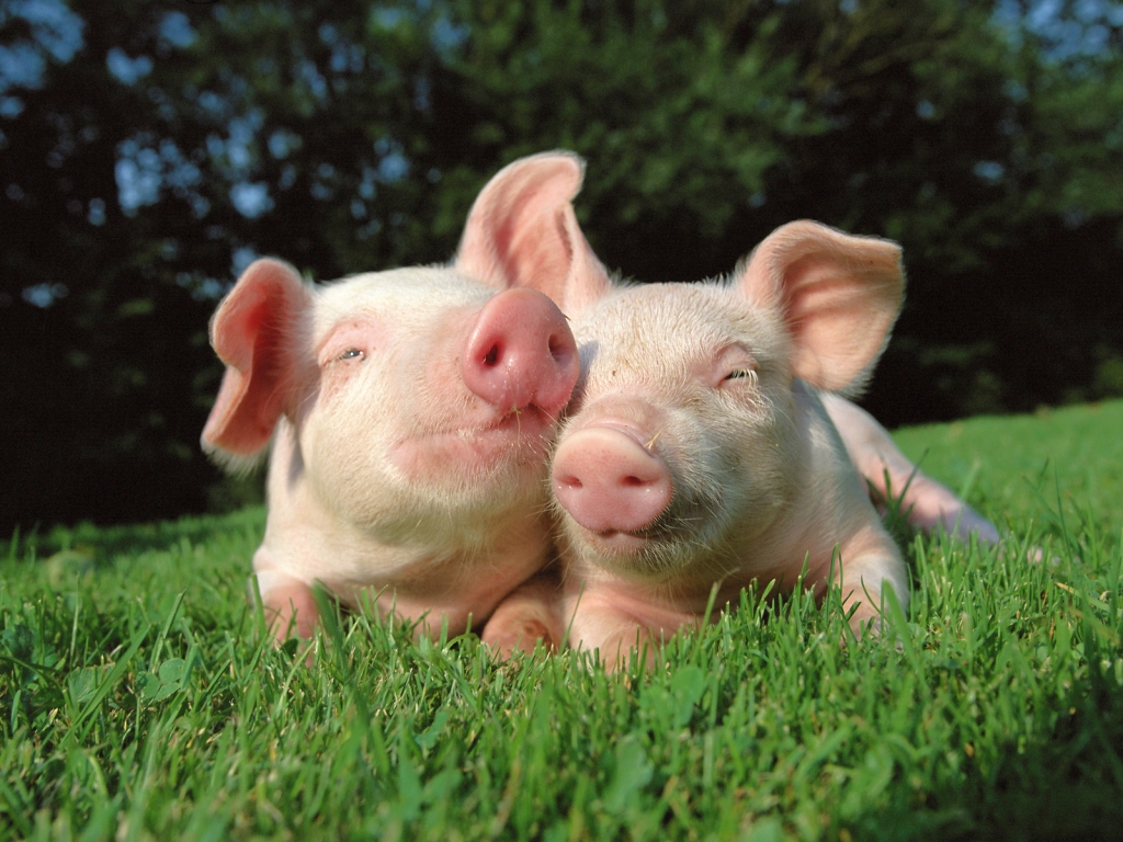 Pigs in Love for 1024 x 768 resolution