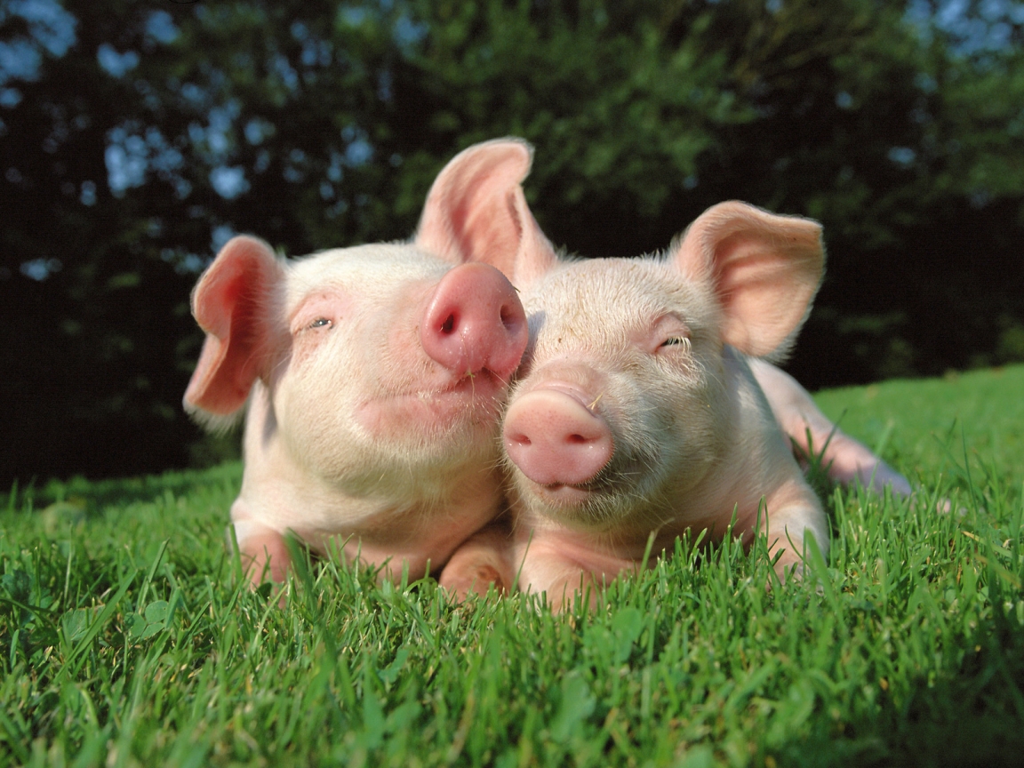 Pigs in Love for 1152 x 864 resolution