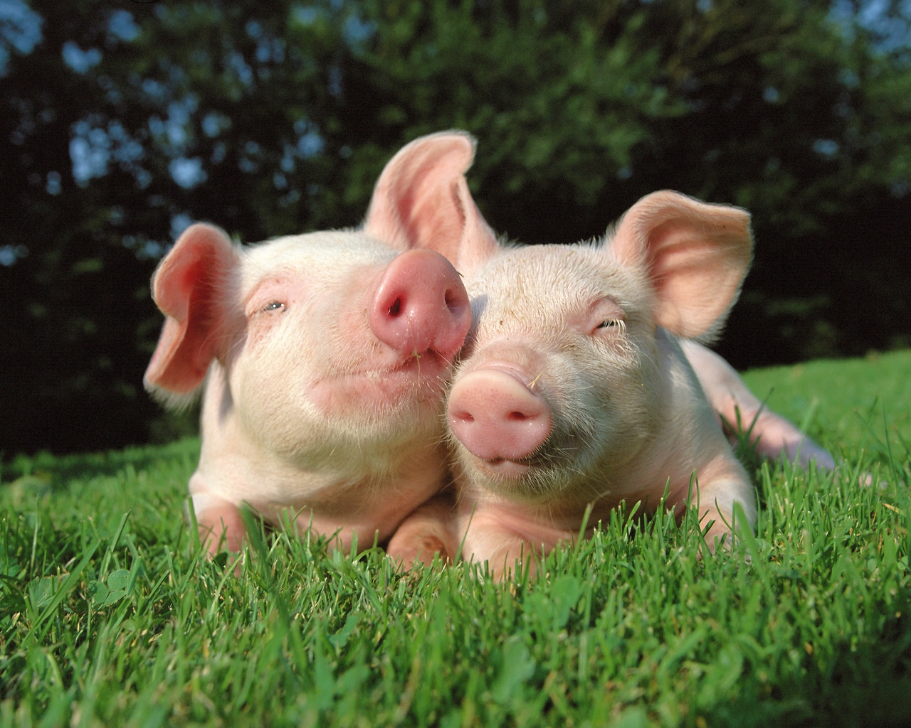 Pigs in Love for 1280 x 1024 resolution