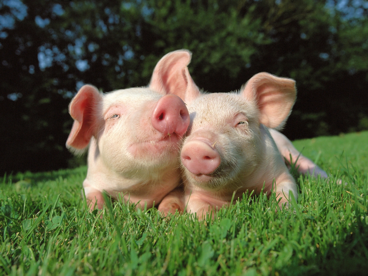 Pigs in Love for 1280 x 960 resolution