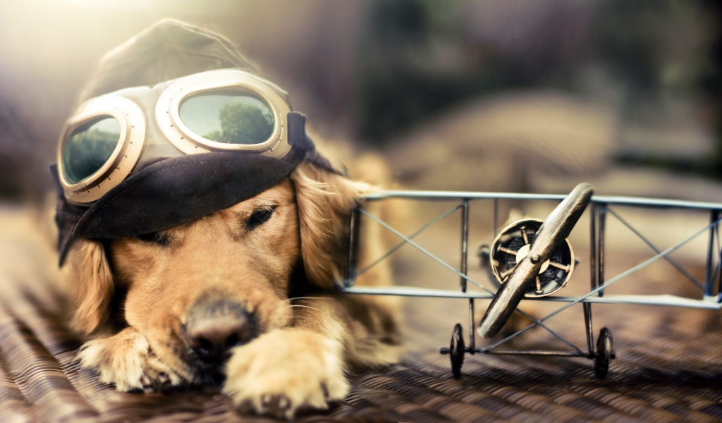 Pilot Dog for 1024 x 600 widescreen resolution