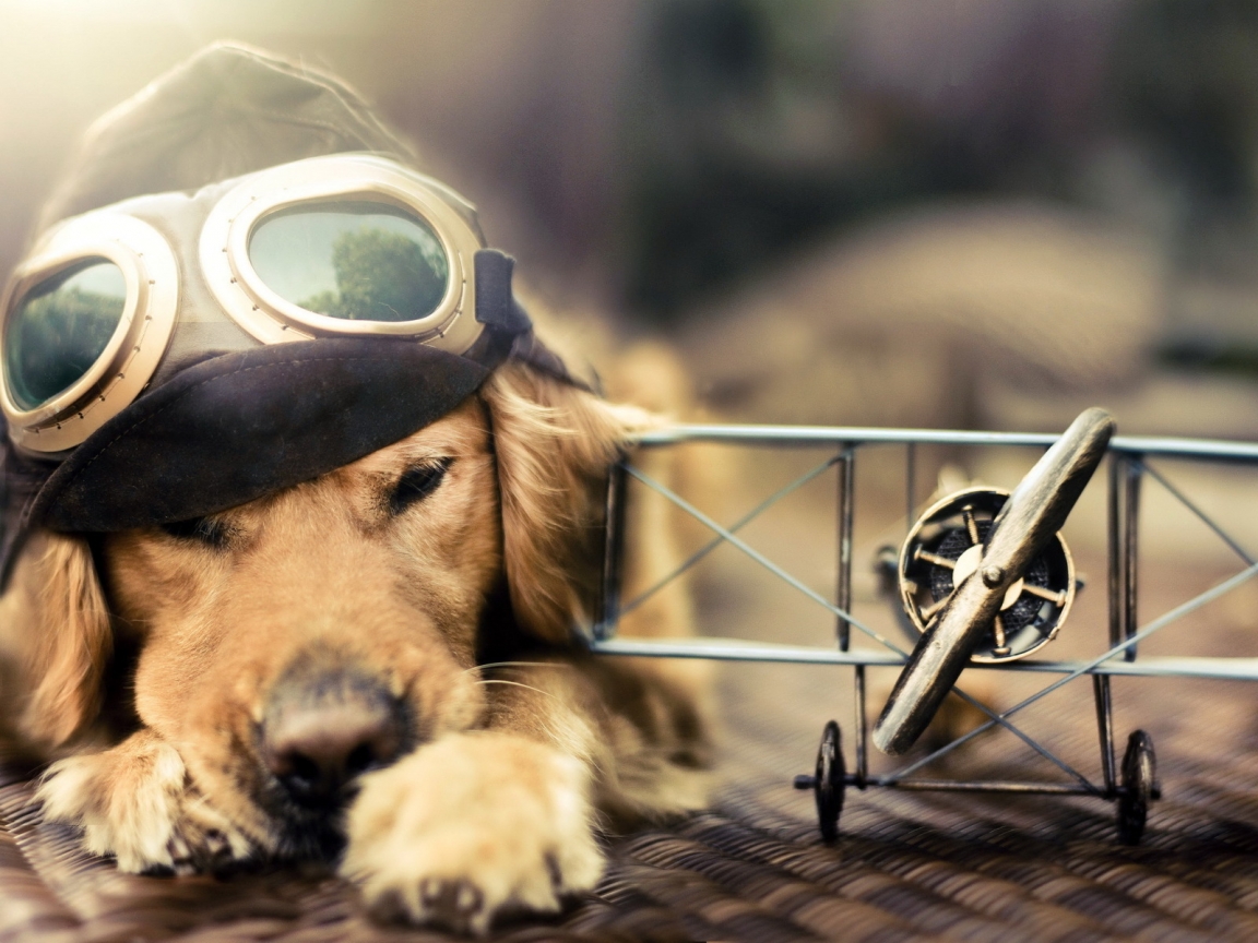 Pilot Dog for 1152 x 864 resolution