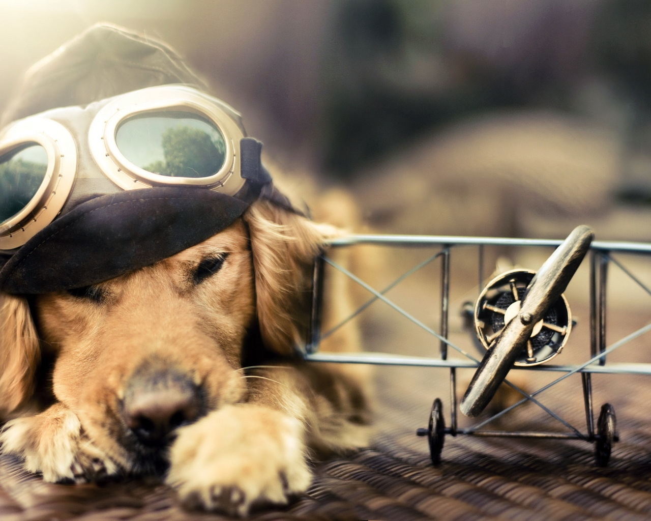Pilot Dog for 1280 x 1024 resolution