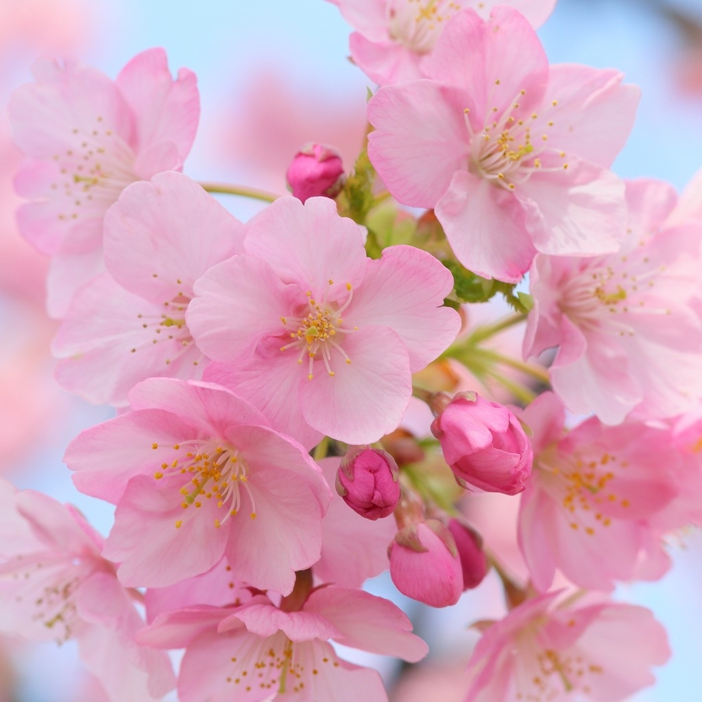 Pink Cherry Blossom for 1024 x 1024 iPad resolution