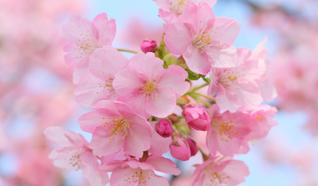 Pink Cherry Blossom for 1024 x 600 widescreen resolution