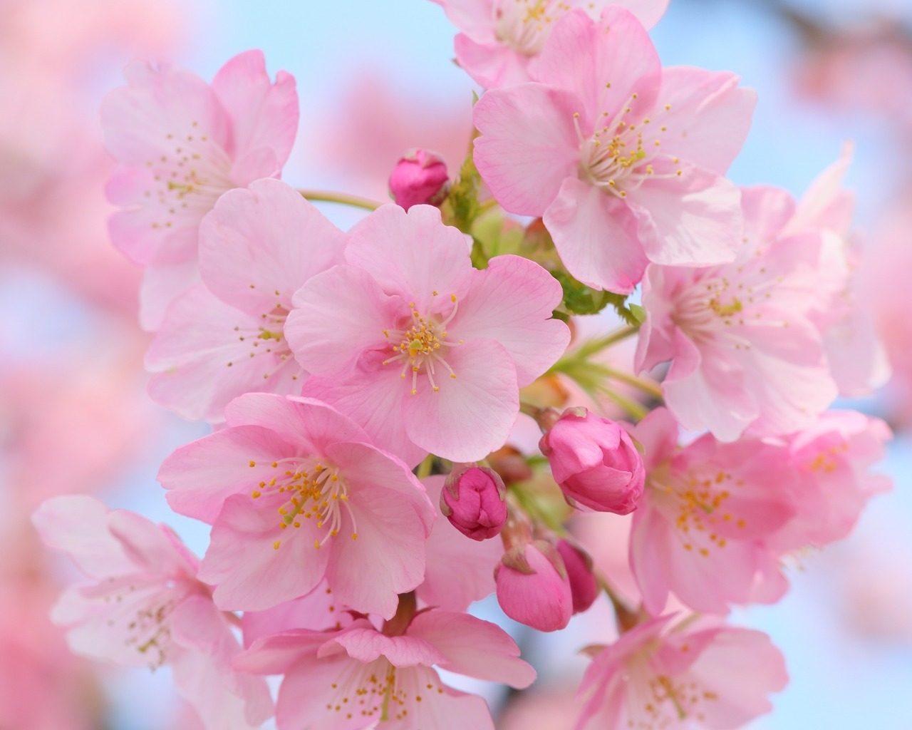 Pink Cherry Blossom 1280 x 1024 Wallpaper