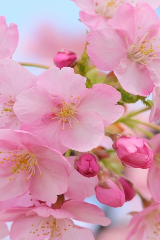 Pink Cherry Blossom for 320 x 480 iPhone resolution