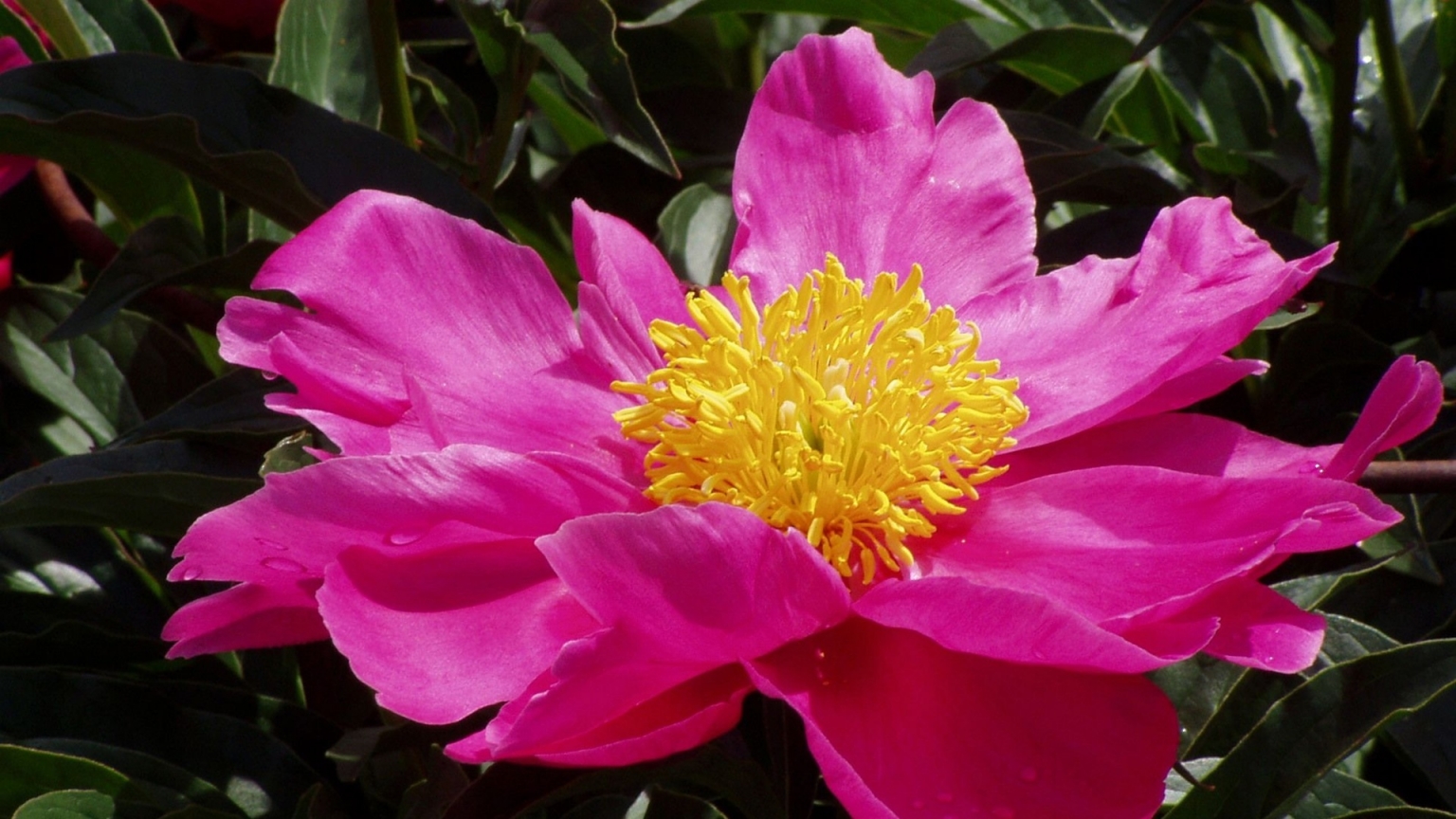 Pink Flower for 1536 x 864 HDTV resolution