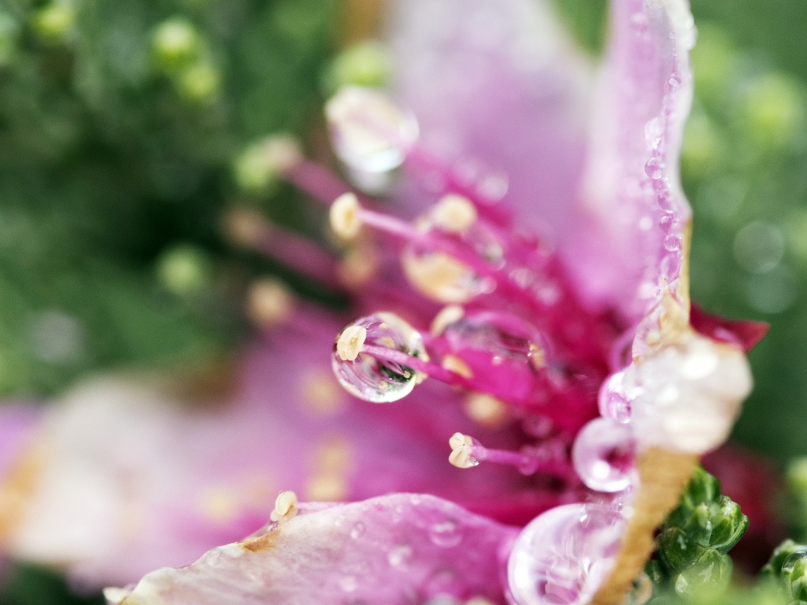 Pink Flower Droplets for 1152 x 864 resolution