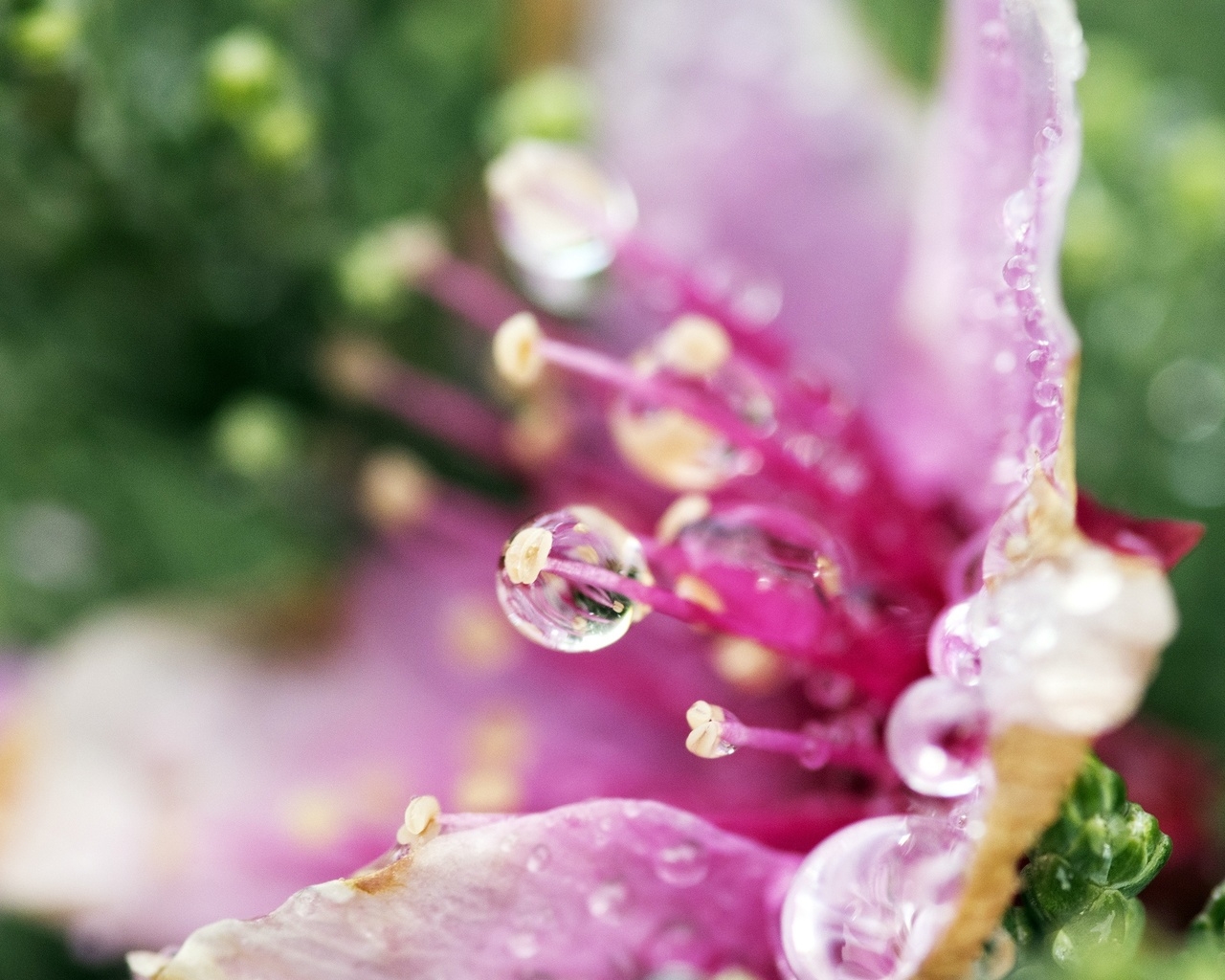Pink Flower Droplets for 1280 x 1024 resolution