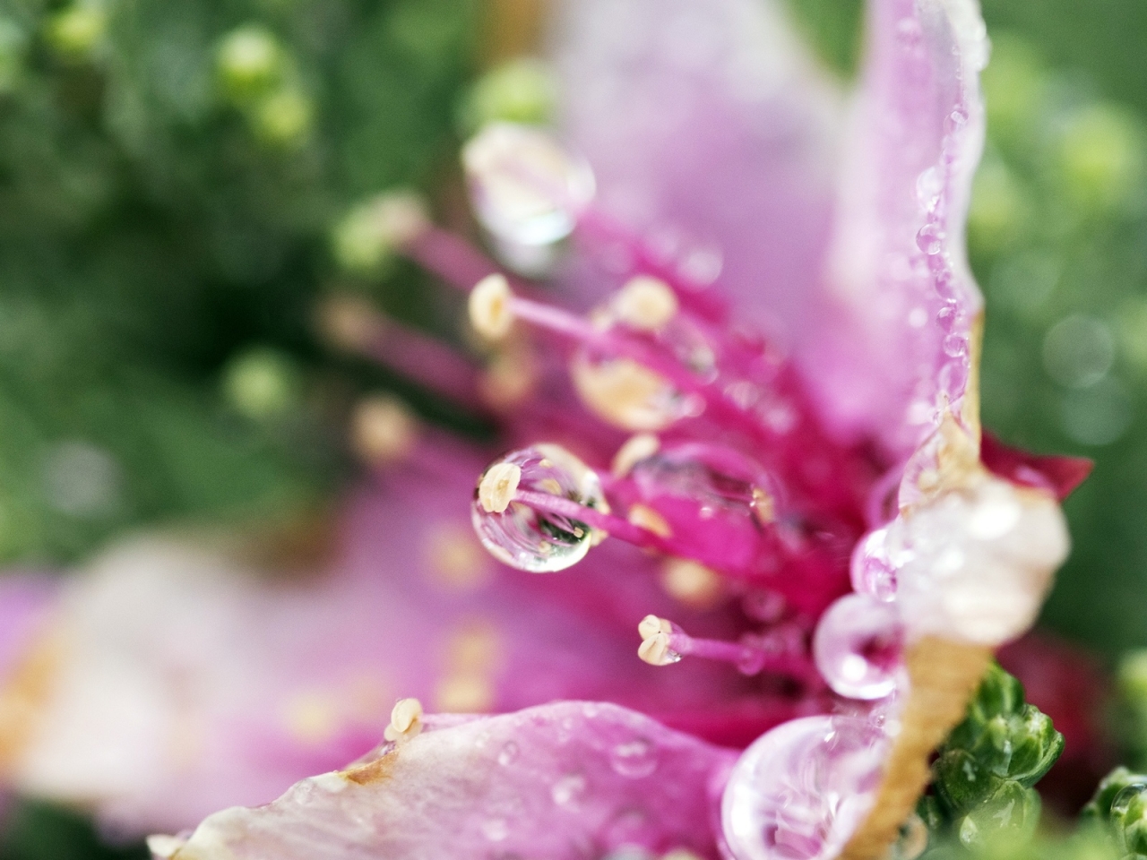Pink Flower Droplets for 1280 x 960 resolution