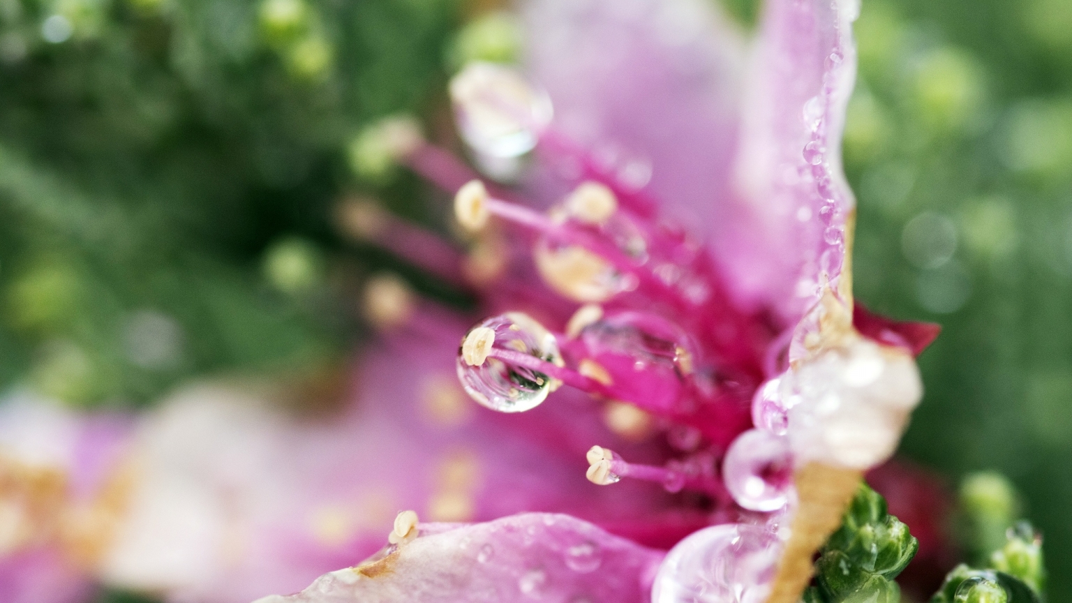 Pink Flower Droplets for 1536 x 864 HDTV resolution
