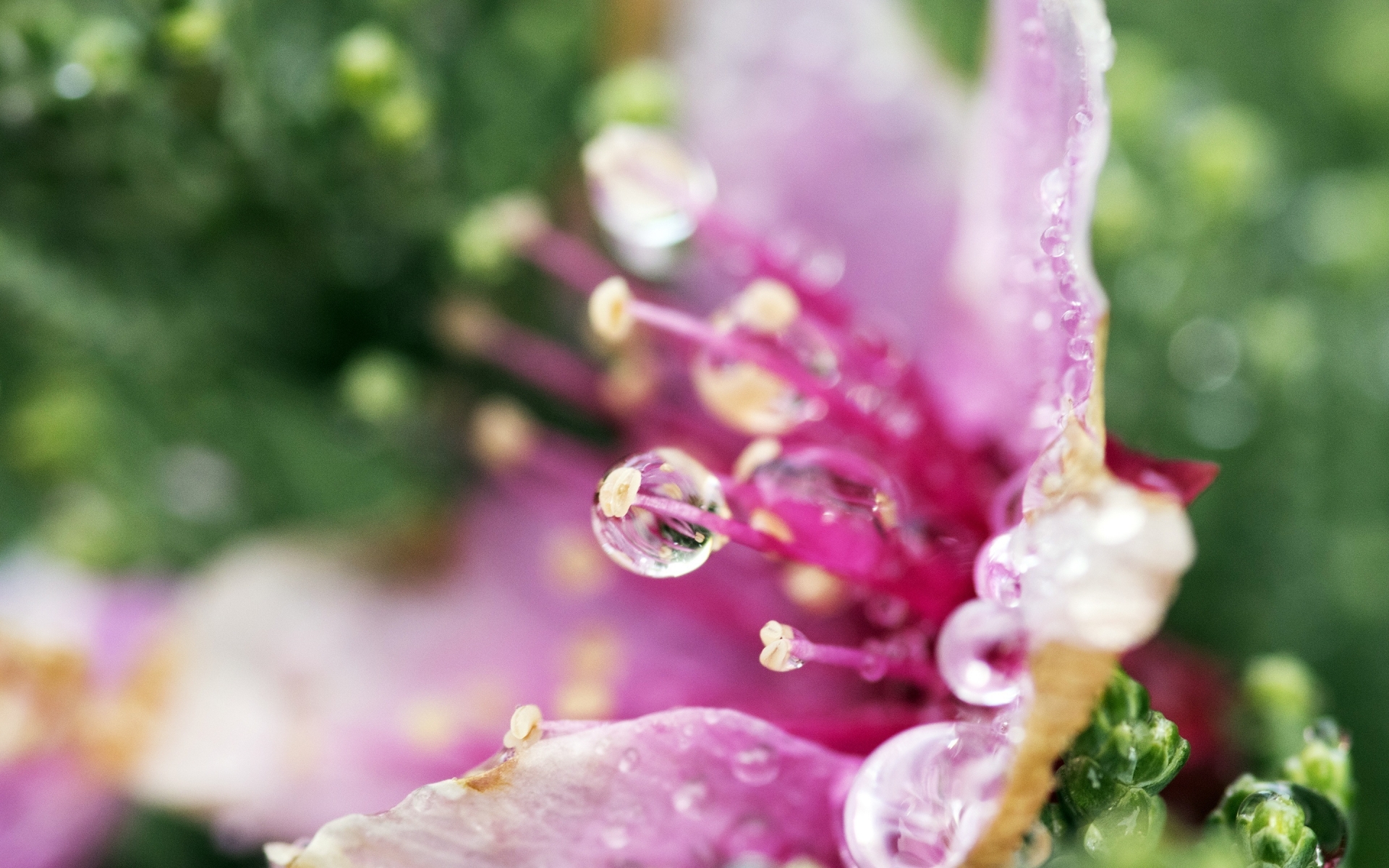 Pink Flower Droplets for 1920 x 1200 widescreen resolution