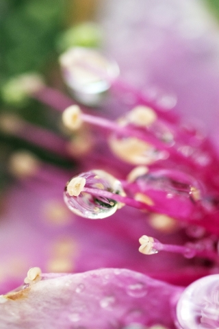 Pink Flower Droplets for 320 x 480 iPhone resolution