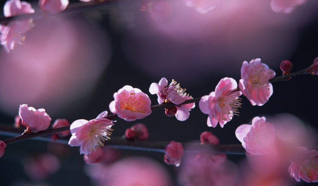 Pink flowers in springtime for 1024 x 600 widescreen resolution