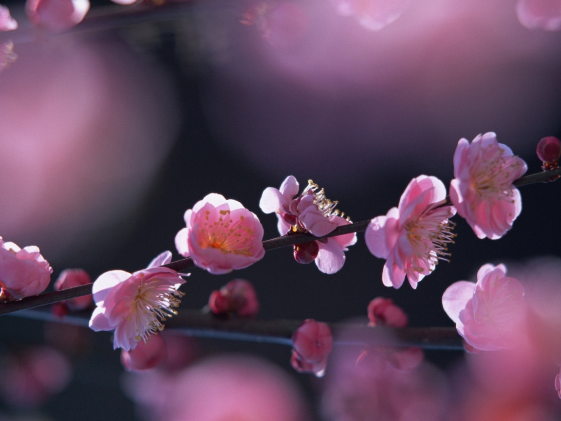 Pink flowers in springtime for 1152 x 864 resolution