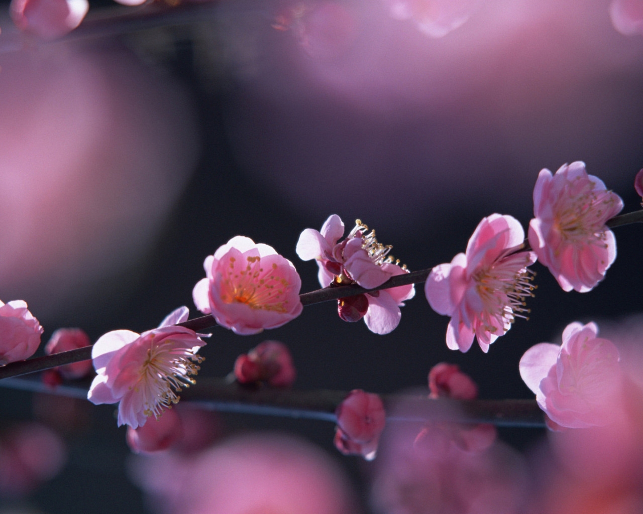 Pink flowers in springtime for 1280 x 1024 resolution