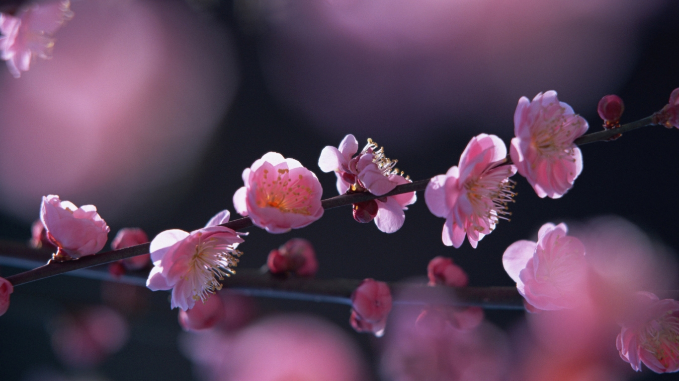 Pink flowers in springtime for 1366 x 768 HDTV resolution