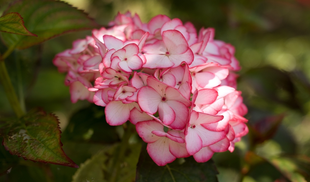Pink Hydrangea Flower for 1024 x 600 widescreen resolution