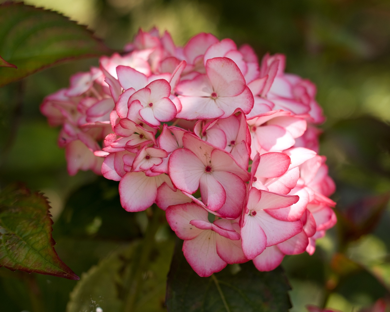 Pink Hydrangea Flower for 1280 x 1024 resolution