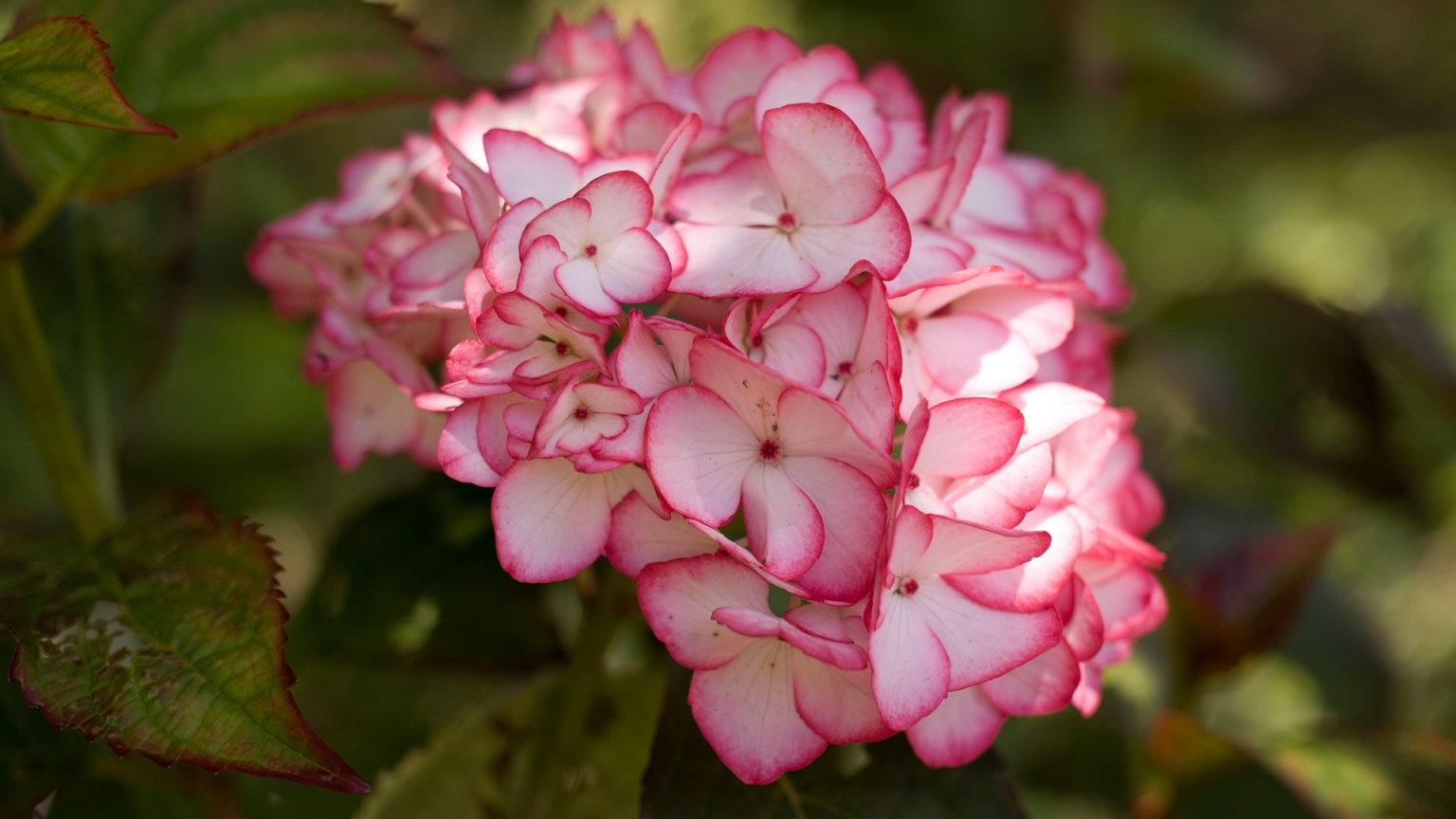Pink Hydrangea Flower for 1536 x 864 HDTV resolution