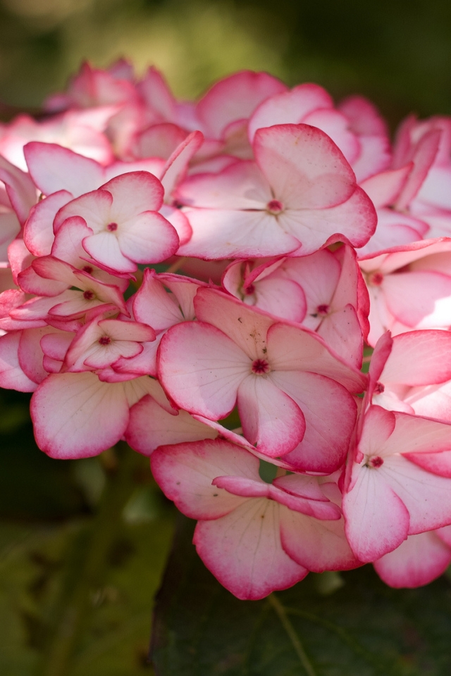 Pink Hydrangea Flower for 640 x 960 iPhone 4 resolution