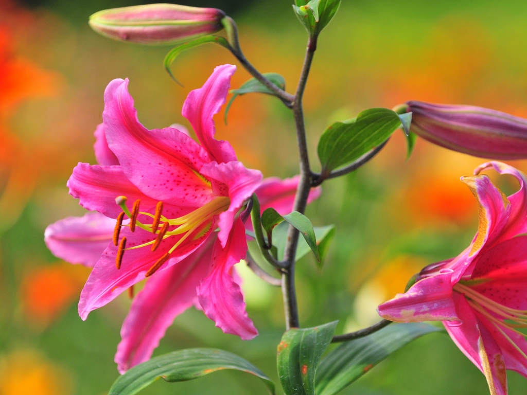Pink Lily for 1024 x 768 resolution