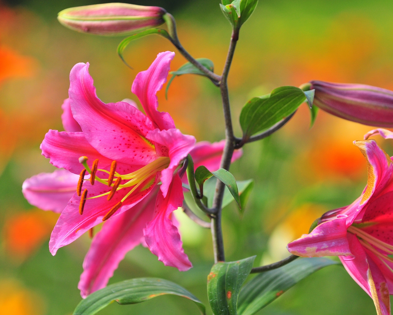 Pink Lily for 1280 x 1024 resolution
