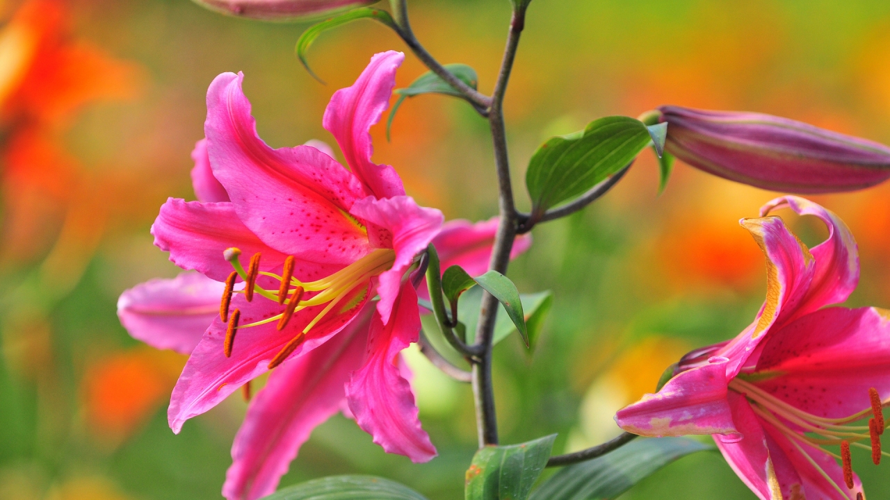 Pink Lily for 1280 x 720 HDTV 720p resolution