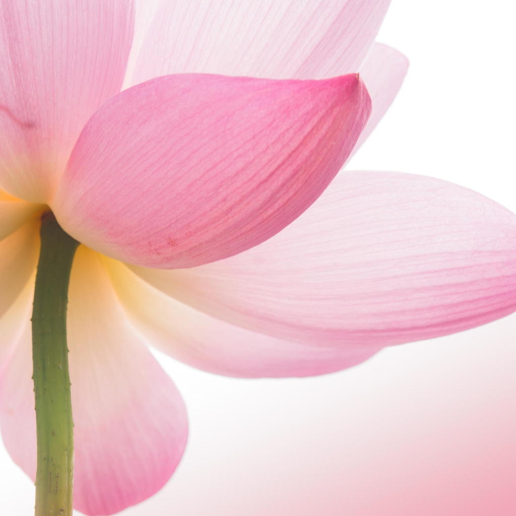 Pink Lotus Flower for 1024 x 1024 iPad resolution
